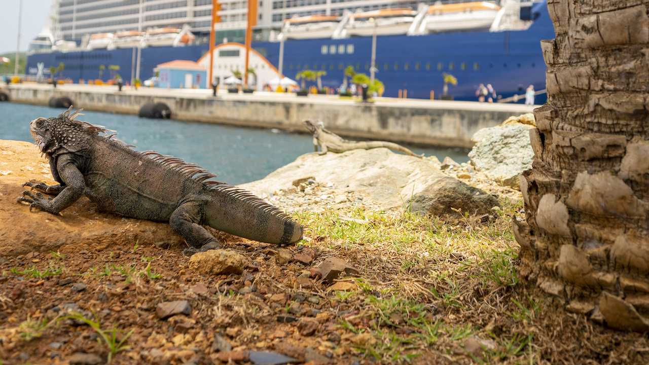 What to do in Charlotte Amalie St. Thomas